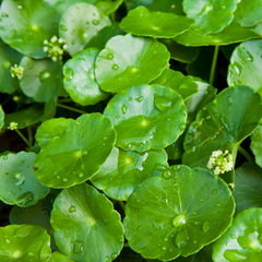 CICA ingredient in HYDRA RECOVERY Moisturizing Cream