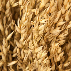 OAT EXTRACT ingredient in BARRIER REPAIR Nourishing Butter
